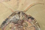 Two, Large Megistaspis Trilobites With Antennae & Gut Traces! #190168-2